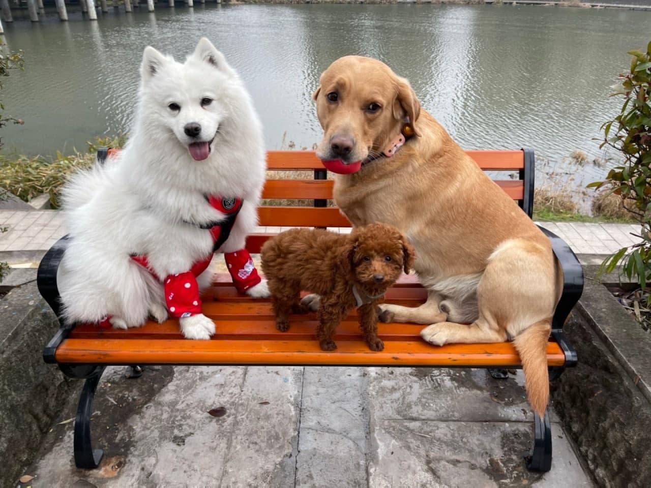 图片[3]-宠物/场景/炫富-PUA泡学资源网 | 收录全网PUA和情感课程