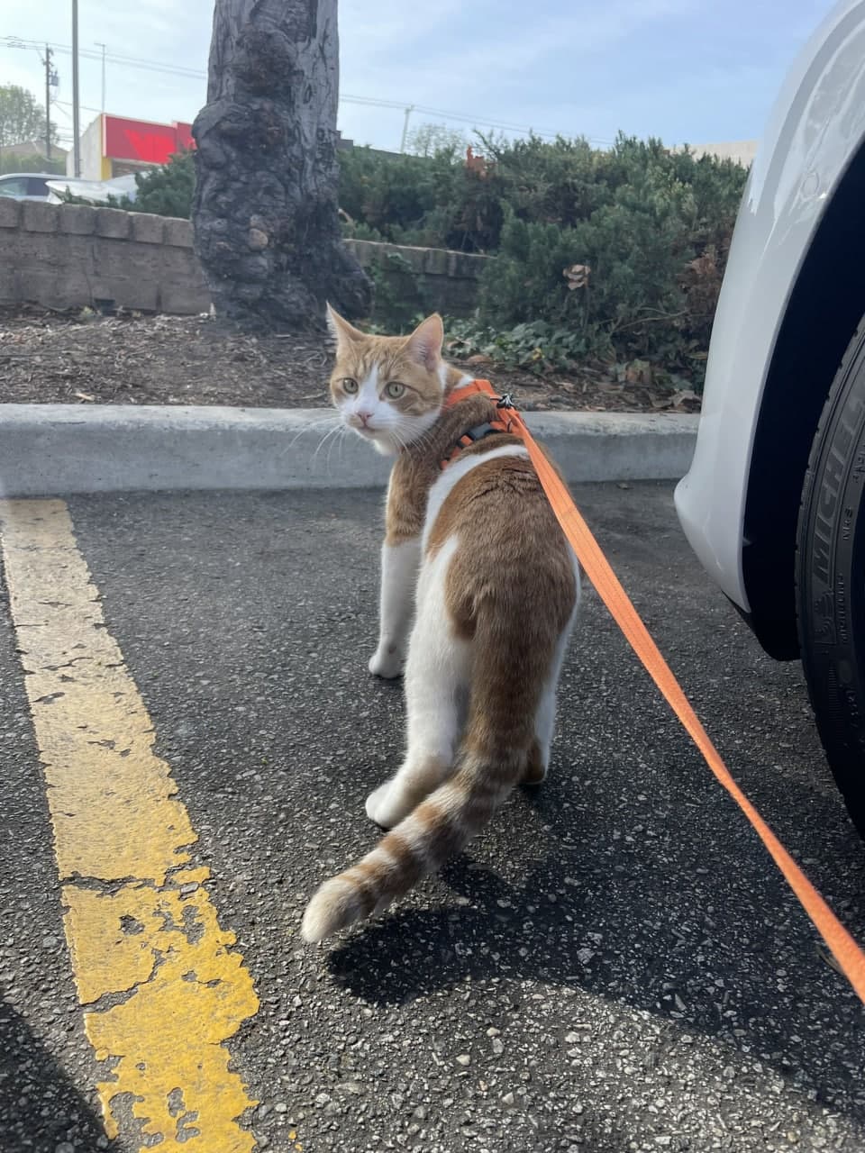 图片[6]-宠物/场景/炫富-PUA泡学资源网 | 收录全网PUA和情感课程