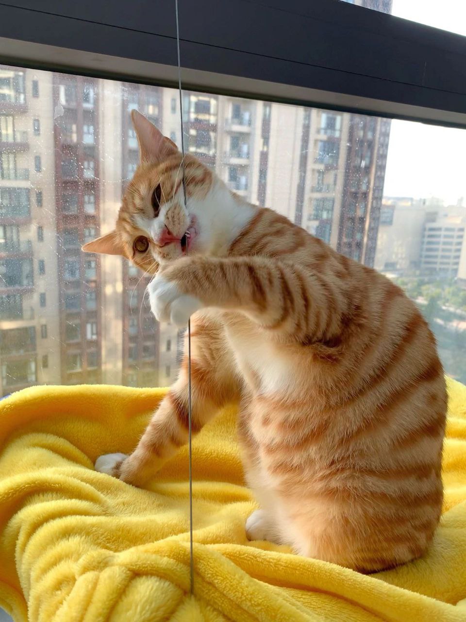 图片[2]-宠物/场景/炫富-PUA泡学资源网 | 收录全网PUA和情感课程