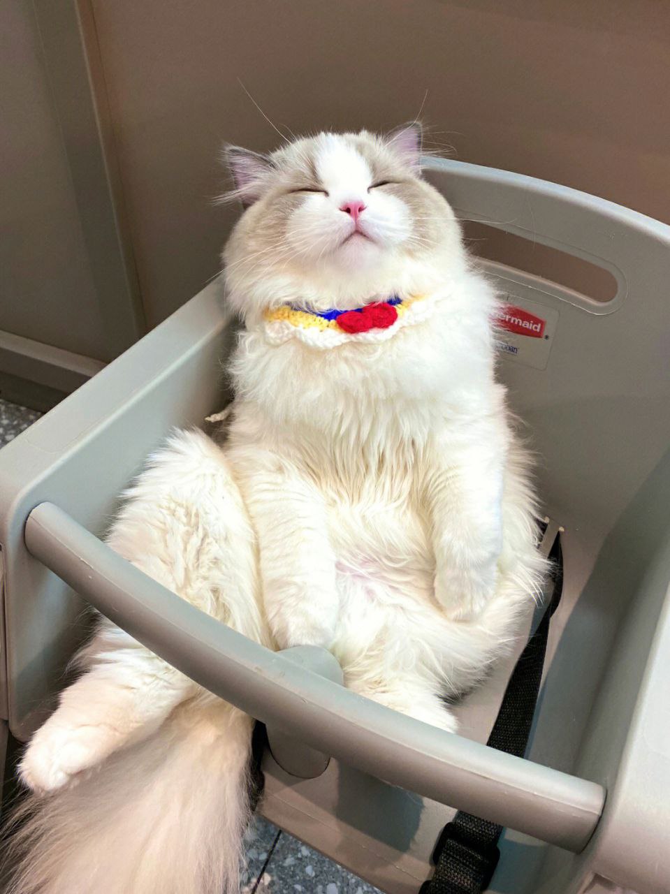 图片[1]-宠物/场景/炫富-PUA泡学资源网 | 收录全网PUA和情感课程