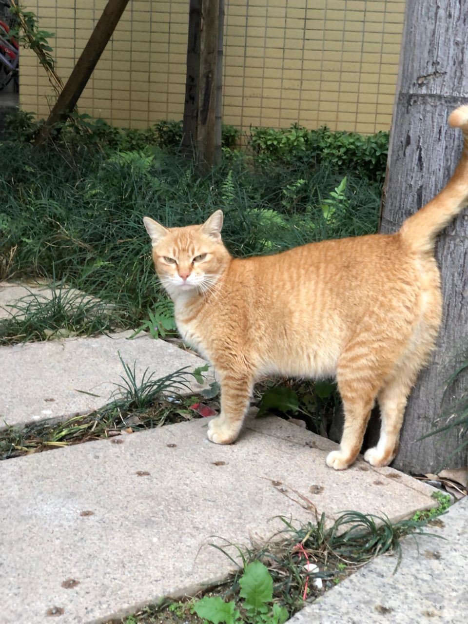 图片[4]-宠物/场景/炫富-PUA泡学资源网 | 收录全网PUA和情感课程